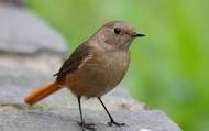 small bird